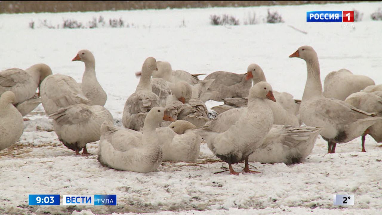 Житель Тулы простил соседа, чьи собаки загрызли его птиц