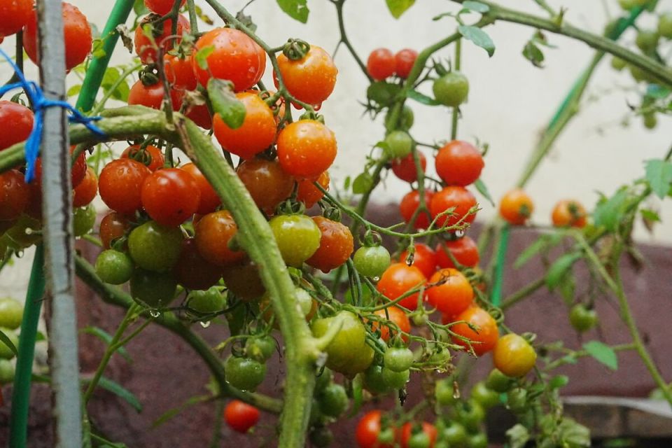 Томаты: разнообразие, которое вдохновляет