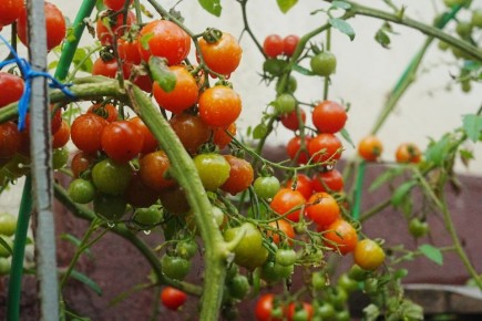 Томаты: разнообразие, которое вдохновляет