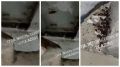 Туляки пожаловались на тараканов в школе