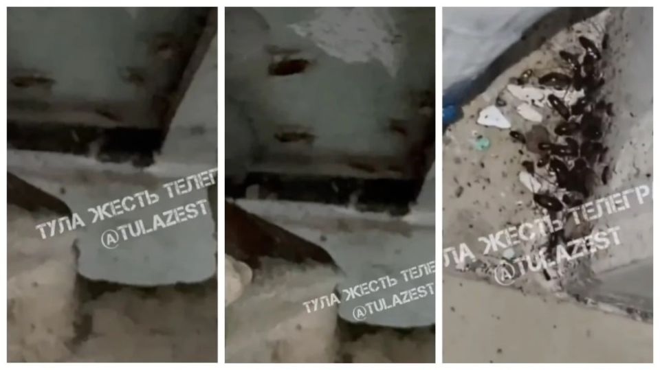 Туляки пожаловались на тараканов в школе