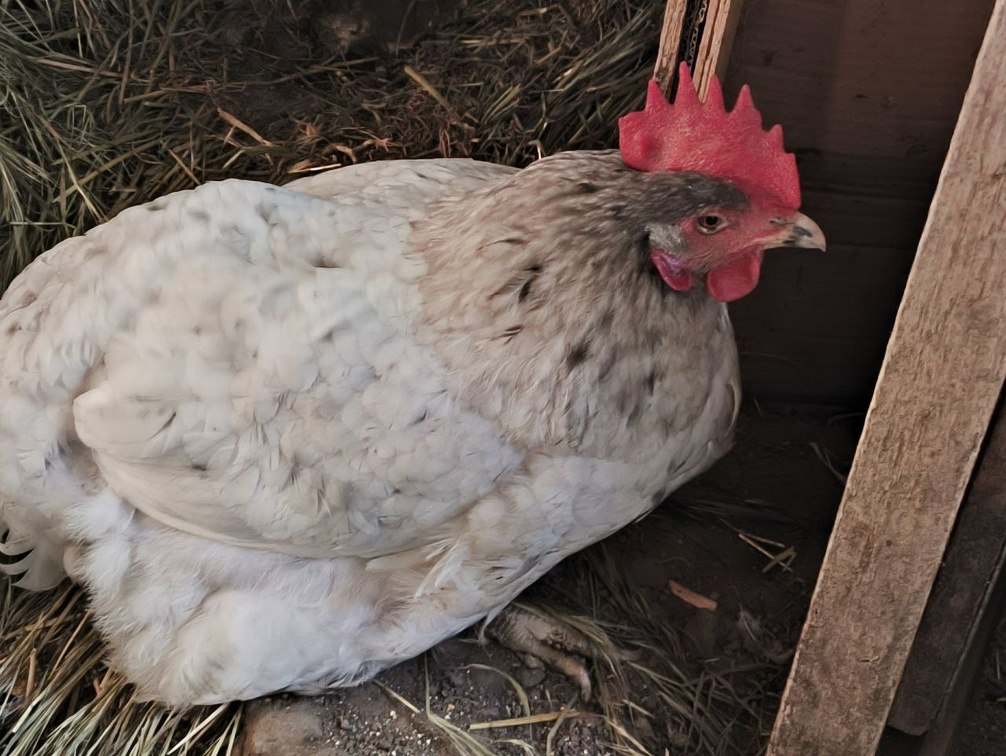 В поселке Рассвет массово погибла птица после аварии на электросетях