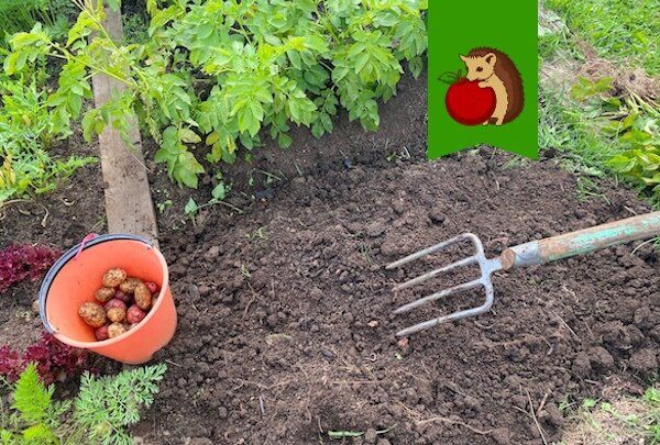 Как добиться отличного урожая картофеля: советы опытных огородников