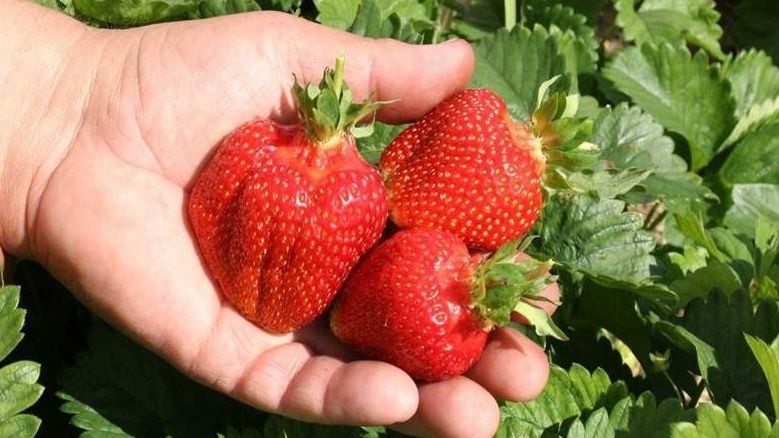 Секреты выращивания крупной клубники: от сорта до заботы