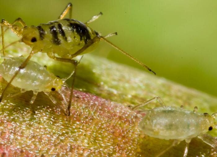 Народные методы борьбы с тлей