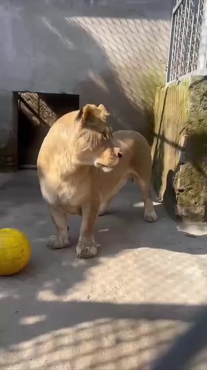 В это утро субботы хотим познакомить вас с львицей по кличке «Корги»