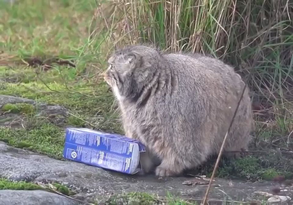 Маловата будет. Доброе утро Тула ТСН24 | Прислать Новость | Мы в МАХ