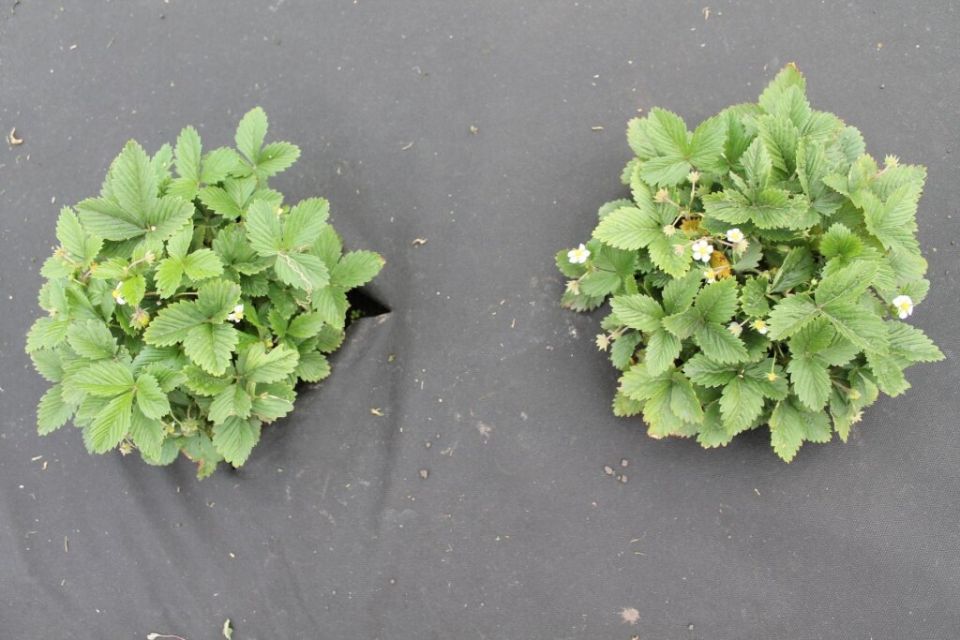 Тайны черной пленки: как сделать ваш огород более продуктивным