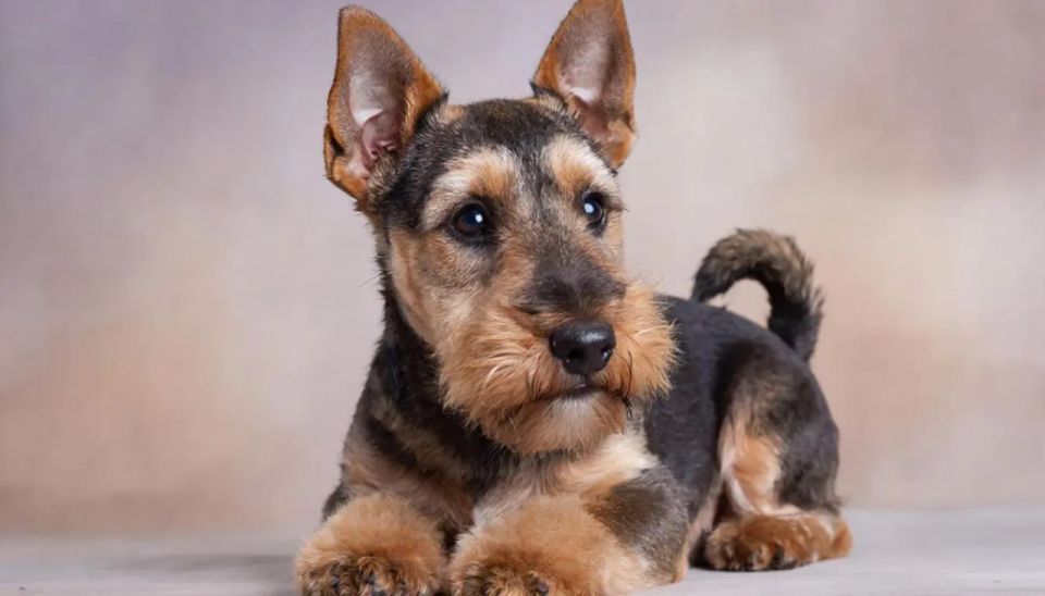 Пьяный туляк вломился в квартиру экс-супруги и до смерти запинал ее собаку