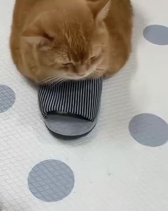 Начинаем утро с котика, который спрятал свои лапки в тапки