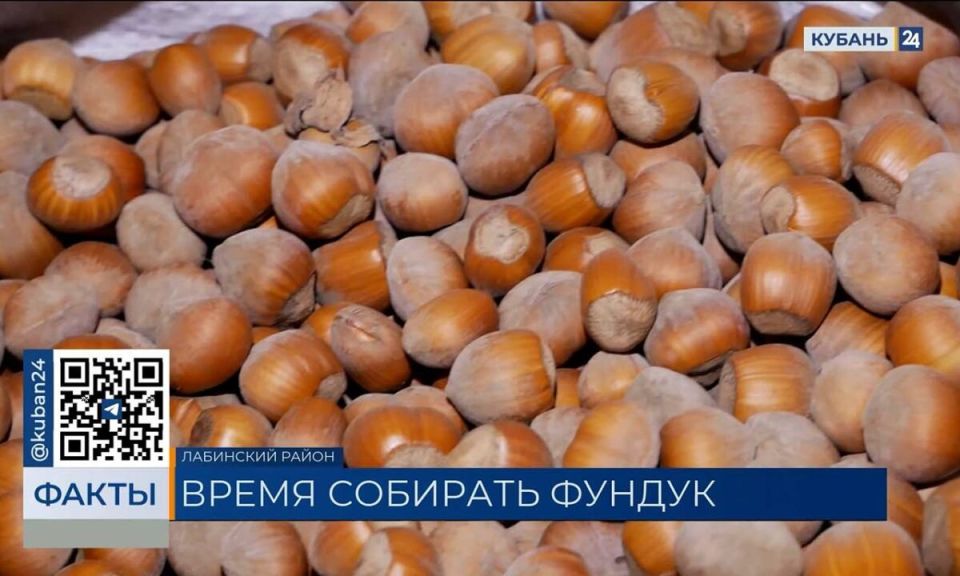 Фундук сезона: когда деликатес превращается в урожай в Лабинском районе