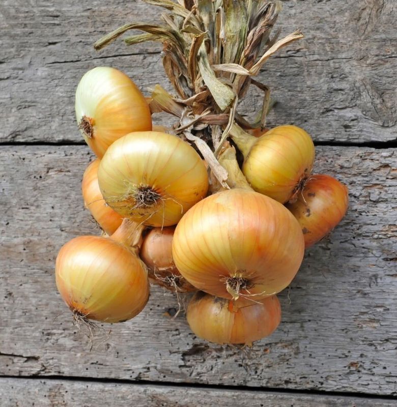 Как сохранить лук до весеннего пробуждения: советы и секреты