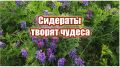 Вика: секрет богатого урожая сладких помидоров