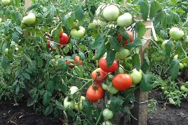 Томаты сорта Евпатор: ключ к успеху на дачном участке