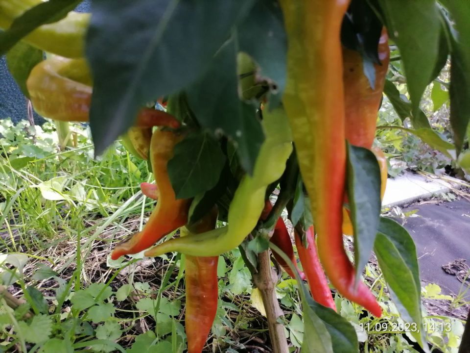 Перец бараньего рога: гигантский, но безвкусный — что происходит на огородах?