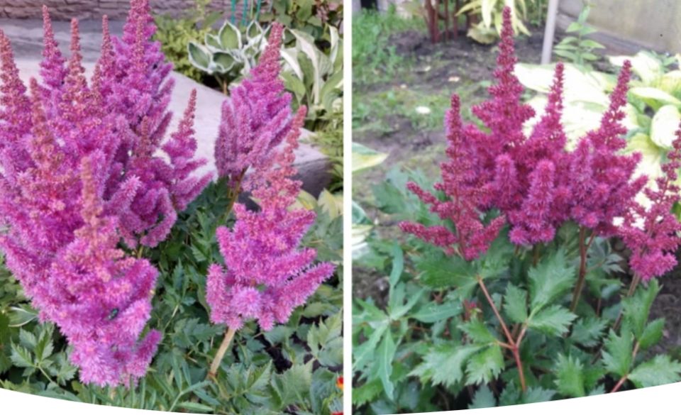 Астильба: великолепие в вашем саду