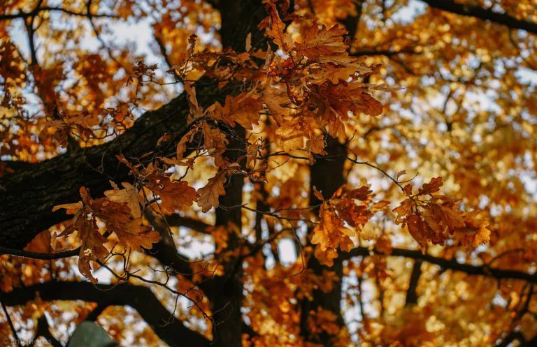 Между прочим, завтра - последний день осени