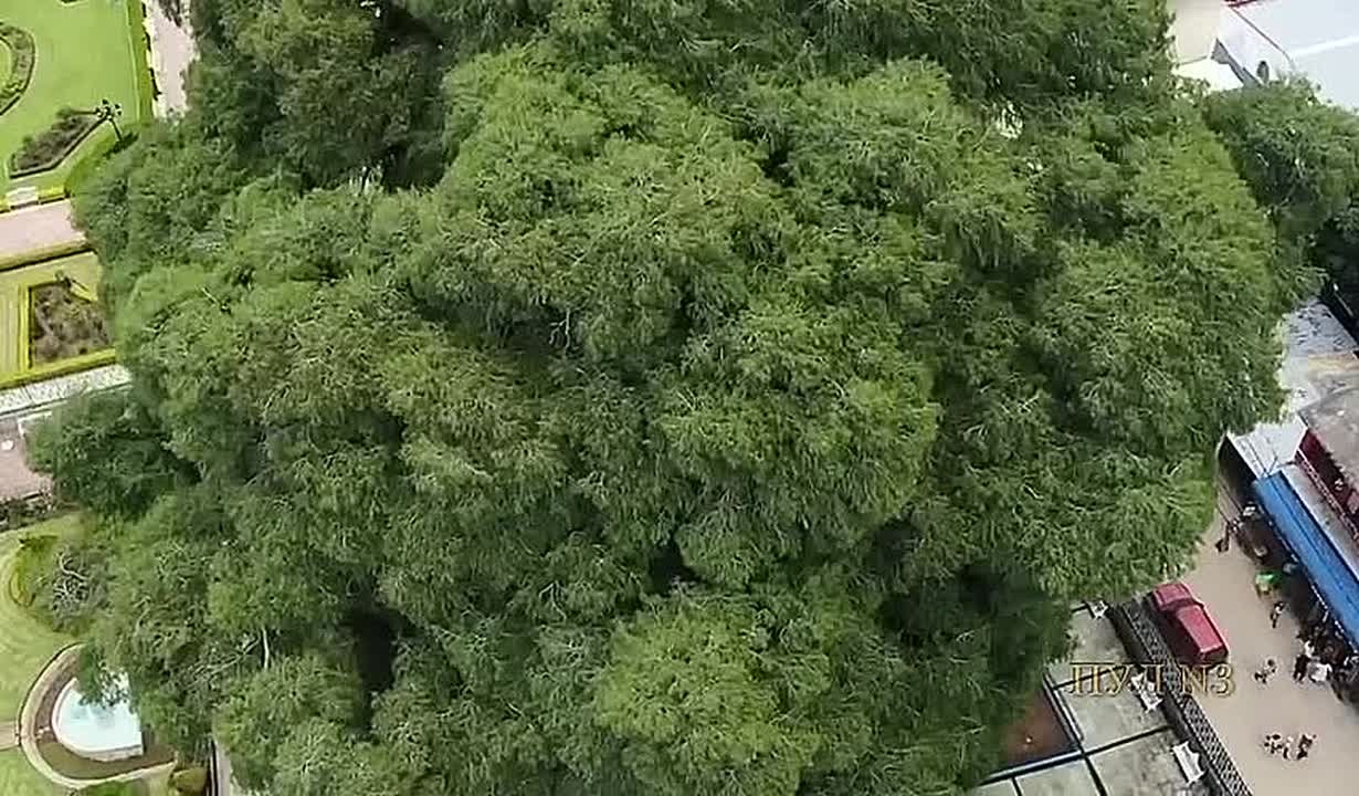 ДНК тест доказал, что самое широкое дерево в мире растет в Мексике: