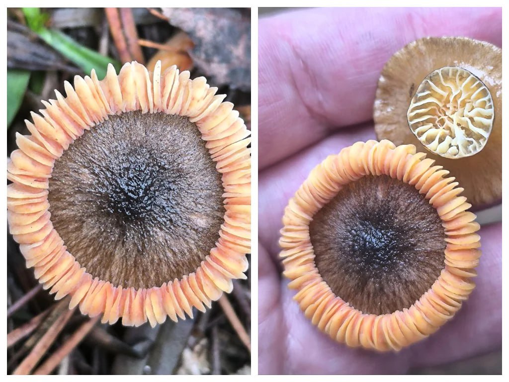 Тулячка нашла в белевском лесу