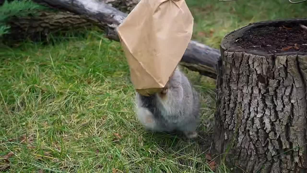 Ох! Совсем забыли рассказать вам о важной новости: манул Тимофей из Московского зоопарка окончил зажировку