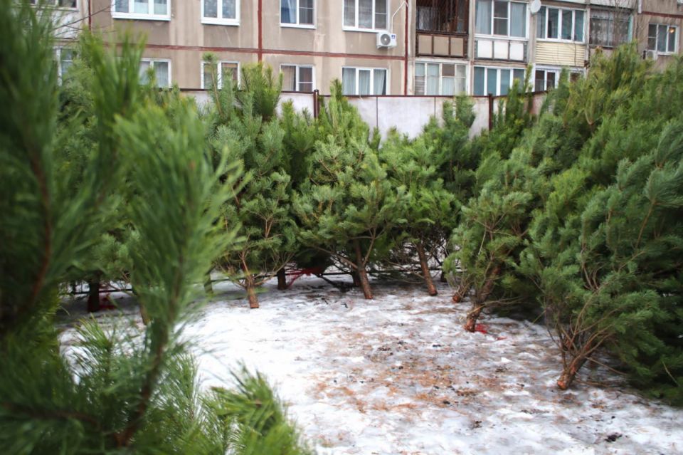В Туле заработают елочные базары с 20 декабря