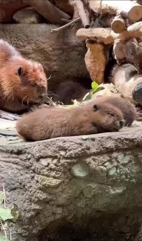 Начинаем это утро с милых потягушек