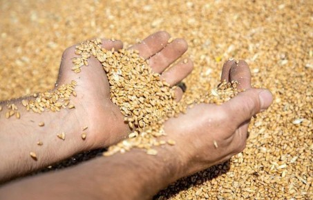 Аграрии Тульской области собрали 1,8 млн тонн зерна