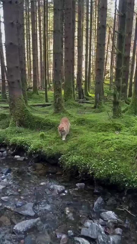 Начинаем утро с котика, который мило гуляет по лесу