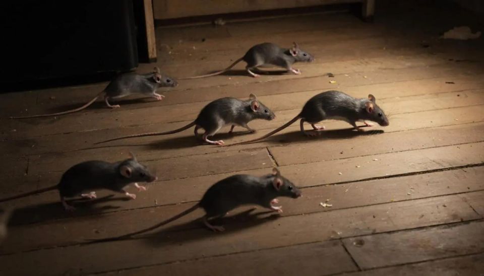 Рой мышей: сирота из Щекина пожаловалась на антисанитарию в квартире