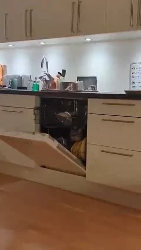 Недавно была разработана новая посудомоечная машина, которая не требует подключения ни к электросети, ни к водопроводу