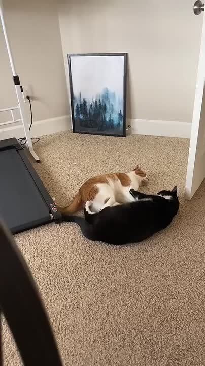 ����� ���� ����� ������� ����� � �������