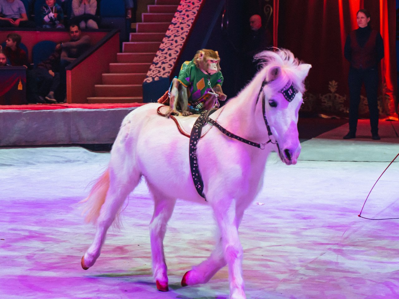 Тульский цирк приглашает жителей на новогоднее шоу «Жар-птица» Тульский цирк приглашает жителей на новогоднее шоу «Жар-птица»