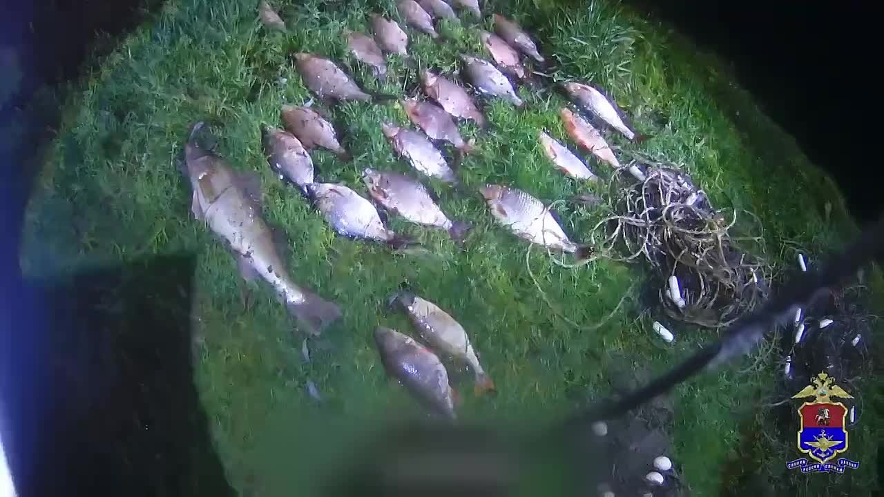 12345. За вылов рыбы сетями в акватории реки Оки в Тульской области транспортной полицией задержаны браконьеры Сообщники успели выловить 29 особей различных видов, среди которых густера, судак, плотва и окунь