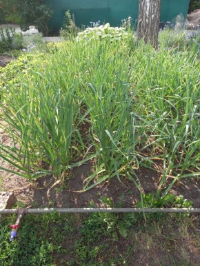 Как справиться с пожелтением чеснока в июне: три простых совета и вкусный рецепт желаемого