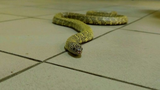 ����� �� ��������� ����������� �����������, ����� ����� 2026 ���