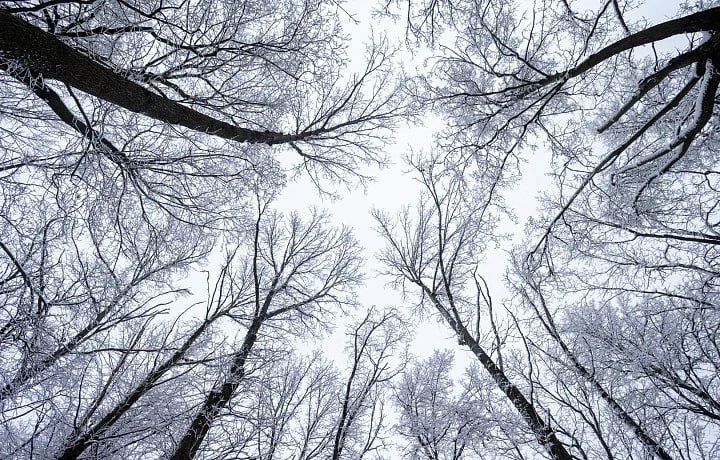 23 декабря в Тульской области прогнозируется резкое похолодание