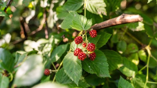 ��� ���� ��������� �� ����� �� �����: ��� ��� ���� ������� � ������� ������