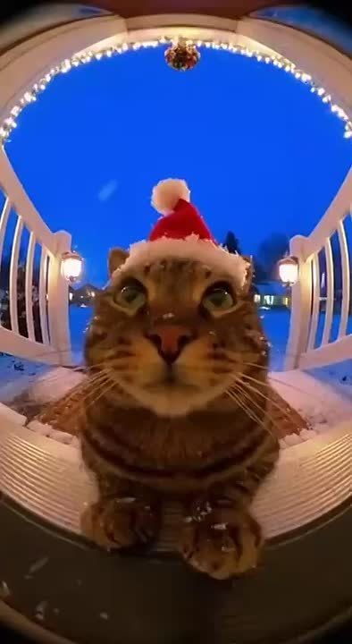 Новый год кот стучится в двери к вам