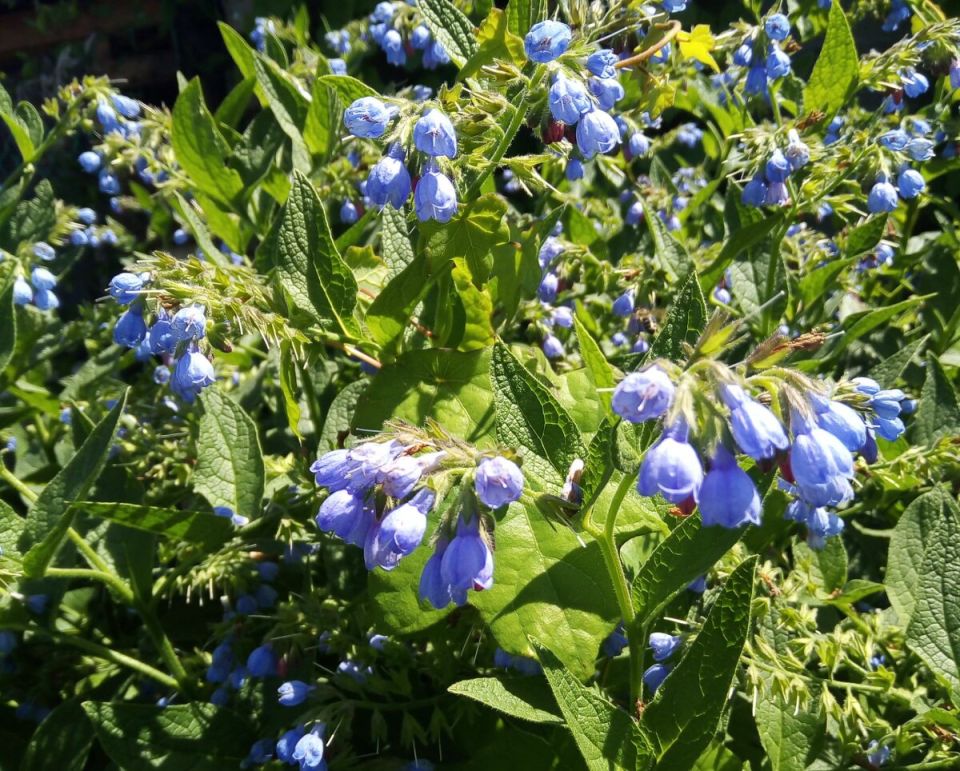 Полезные сорняки в саду: как крапива и окопник могут стать вашим секретным оружием для удобрения растений