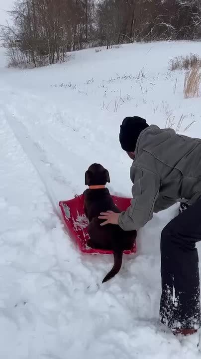 Начинаем утро с подборки пёселей, которые радуются снегу