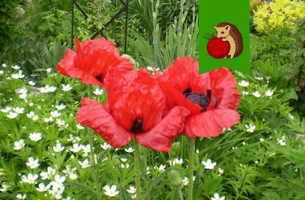 Мак: красота и закон