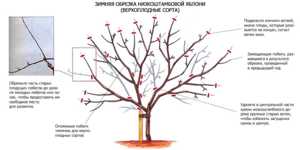 Когда лучше обрезать яблони: осенью или весной?