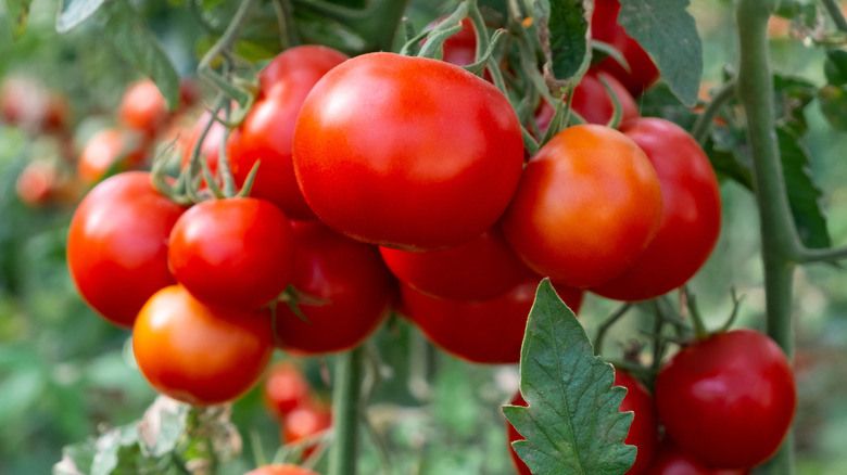 Почему стремление к идеальности мешает вашему урожаю: новые взгляды на уход за томатами