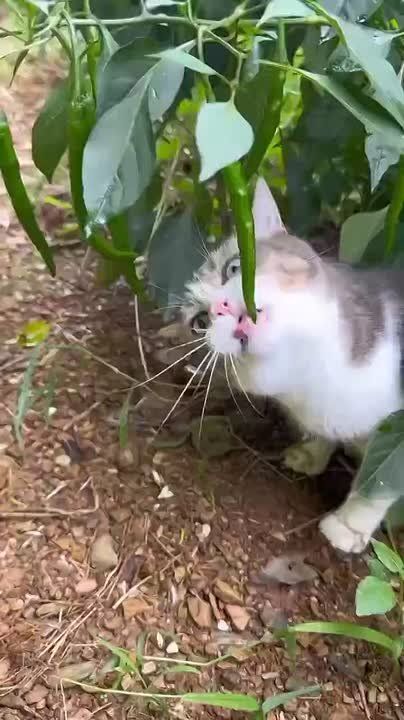 Котику захотелось остренького