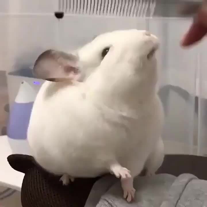 Начинаем утро с улыбки шиншиллы