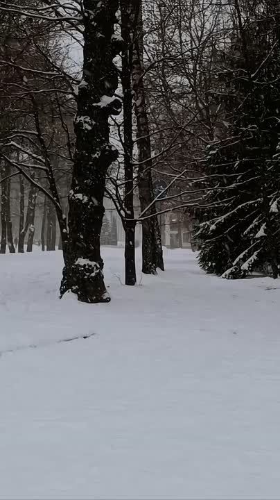 ���� ��������, ������, ������