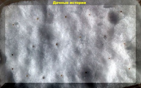 Почему семена не прорастают? Главная причина - стратификация