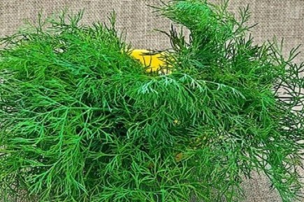 ��� ����� �������������� �������� ������� � 2025 ����