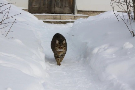 ����� ��������� �������? ��� ��� �����