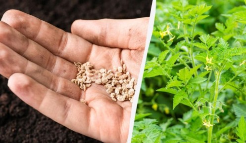 ��� ����������� ����� �������� �������� ����: ������� ��� �����������